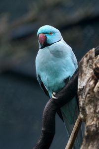 Preview wallpaper ring-necked parakeet, bird, tree, branch