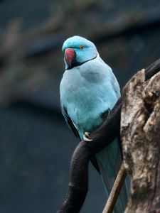 Preview wallpaper ring-necked parakeet, bird, tree, branch