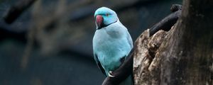 Preview wallpaper ring-necked parakeet, bird, tree, branch