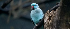 Preview wallpaper ring-necked parakeet, bird, tree, branch