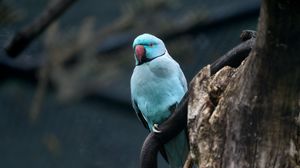 Preview wallpaper ring-necked parakeet, bird, tree, branch