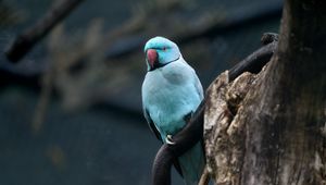 Preview wallpaper ring-necked parakeet, bird, tree, branch