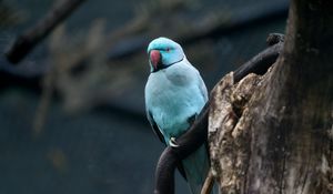 Preview wallpaper ring-necked parakeet, bird, tree, branch