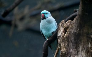 Preview wallpaper ring-necked parakeet, bird, tree, branch