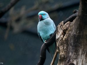 Preview wallpaper ring-necked parakeet, bird, tree, branch