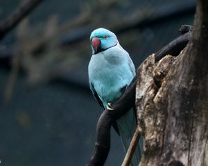 Preview wallpaper ring-necked parakeet, bird, tree, branch