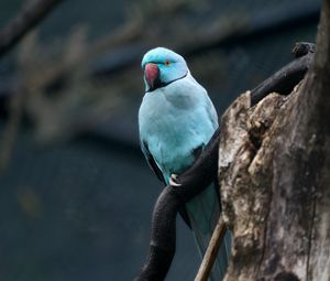 Preview wallpaper ring-necked parakeet, bird, tree, branch