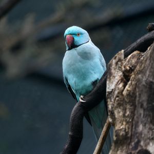 Preview wallpaper ring-necked parakeet, bird, tree, branch