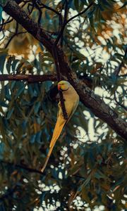 Preview wallpaper ring-necked parakeet, parrot, bird, pose, branch