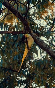 Preview wallpaper ring-necked parakeet, parrot, bird, pose, branch