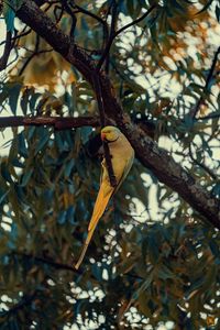 Preview wallpaper ring-necked parakeet, parrot, bird, pose, branch