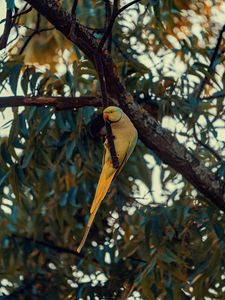 Preview wallpaper ring-necked parakeet, parrot, bird, pose, branch