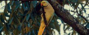 Preview wallpaper ring-necked parakeet, parrot, bird, pose, branch