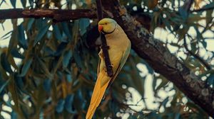 Preview wallpaper ring-necked parakeet, parrot, bird, pose, branch
