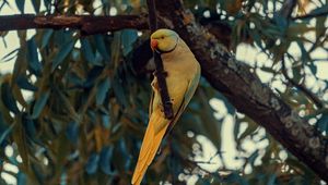 Preview wallpaper ring-necked parakeet, parrot, bird, pose, branch