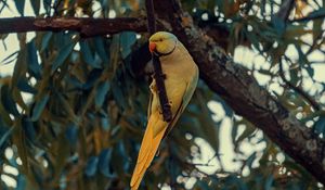 Preview wallpaper ring-necked parakeet, parrot, bird, pose, branch