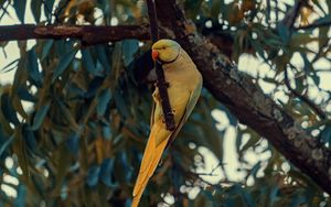 Preview wallpaper ring-necked parakeet, parrot, bird, pose, branch