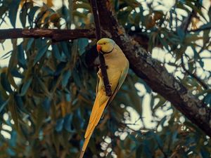 Preview wallpaper ring-necked parakeet, parrot, bird, pose, branch