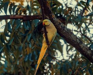 Preview wallpaper ring-necked parakeet, parrot, bird, pose, branch