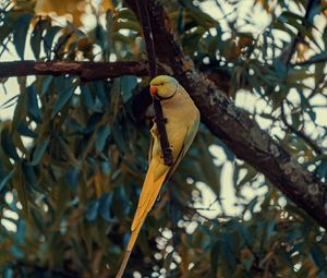 Preview wallpaper ring-necked parakeet, parrot, bird, pose, branch