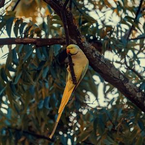 Preview wallpaper ring-necked parakeet, parrot, bird, pose, branch