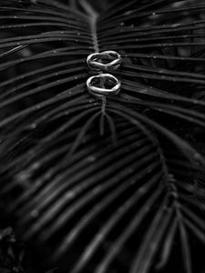 Preview wallpaper rings, branch, palm tree, bw