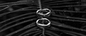 Preview wallpaper rings, branch, palm tree, bw