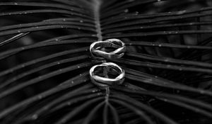 Preview wallpaper rings, branch, palm tree, bw