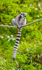 Preview wallpaper ring-tailed lemur, lemur, animal, branch