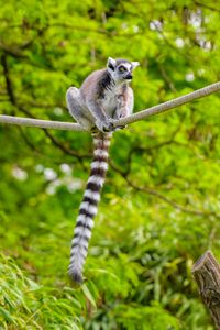 Preview wallpaper ring-tailed lemur, lemur, animal, branch