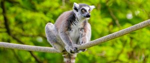 Preview wallpaper ring-tailed lemur, lemur, animal, branch