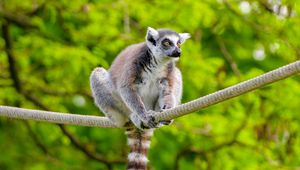 Preview wallpaper ring-tailed lemur, lemur, animal, branch