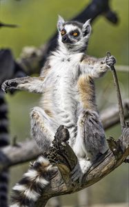 Preview wallpaper ring-tailed lemur, lemur, glance, wildlife