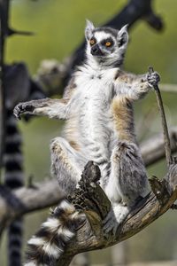 Preview wallpaper ring-tailed lemur, lemur, glance, wildlife