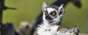 Preview wallpaper ring-tailed lemur, lemur, glance, wildlife