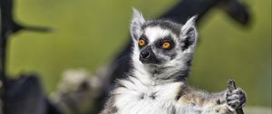 Preview wallpaper ring-tailed lemur, lemur, glance, wildlife