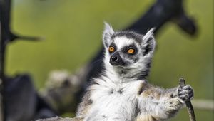 Preview wallpaper ring-tailed lemur, lemur, glance, wildlife