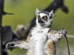 Preview wallpaper ring-tailed lemur, lemur, glance, wildlife