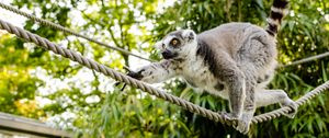 Preview wallpaper ring-tailed lemur, lemur, katta