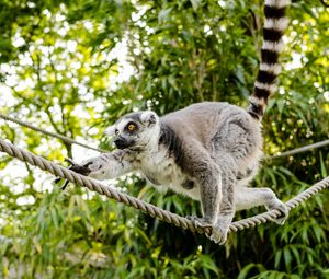 Preview wallpaper ring-tailed lemur, lemur, katta