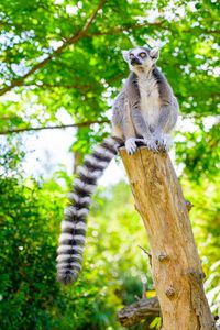 Preview wallpaper ring-tailed lemur, lemur, tail, wildlife