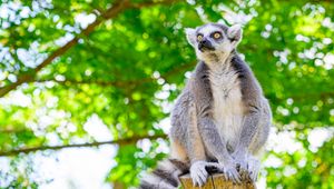 Preview wallpaper ring-tailed lemur, lemur, tail, wildlife