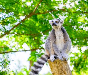 Preview wallpaper ring-tailed lemur, lemur, tail, wildlife