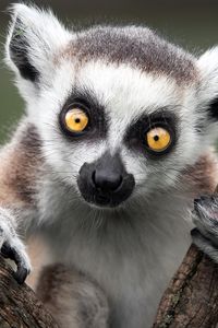 Preview wallpaper ring-tailed lemur, monkey, nature