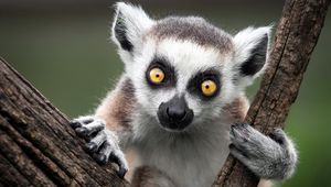 Preview wallpaper ring-tailed lemur, monkey, nature