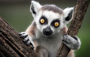 Preview wallpaper ring-tailed lemur, monkey, nature