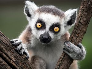 Preview wallpaper ring-tailed lemur, monkey, nature