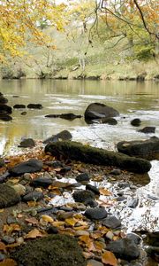 Preview wallpaper river, autumn, coast, leaves, stones, current