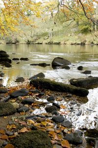 Preview wallpaper river, autumn, coast, leaves, stones, current