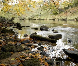 Preview wallpaper river, autumn, coast, leaves, stones, current